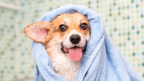Small dog in a blue bath towel